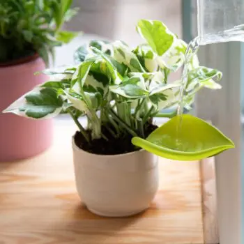 Leaflow bewateringstunnel (set van 3)