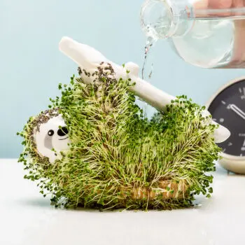 Luiaard bloempot met zaadjes - krijgt water