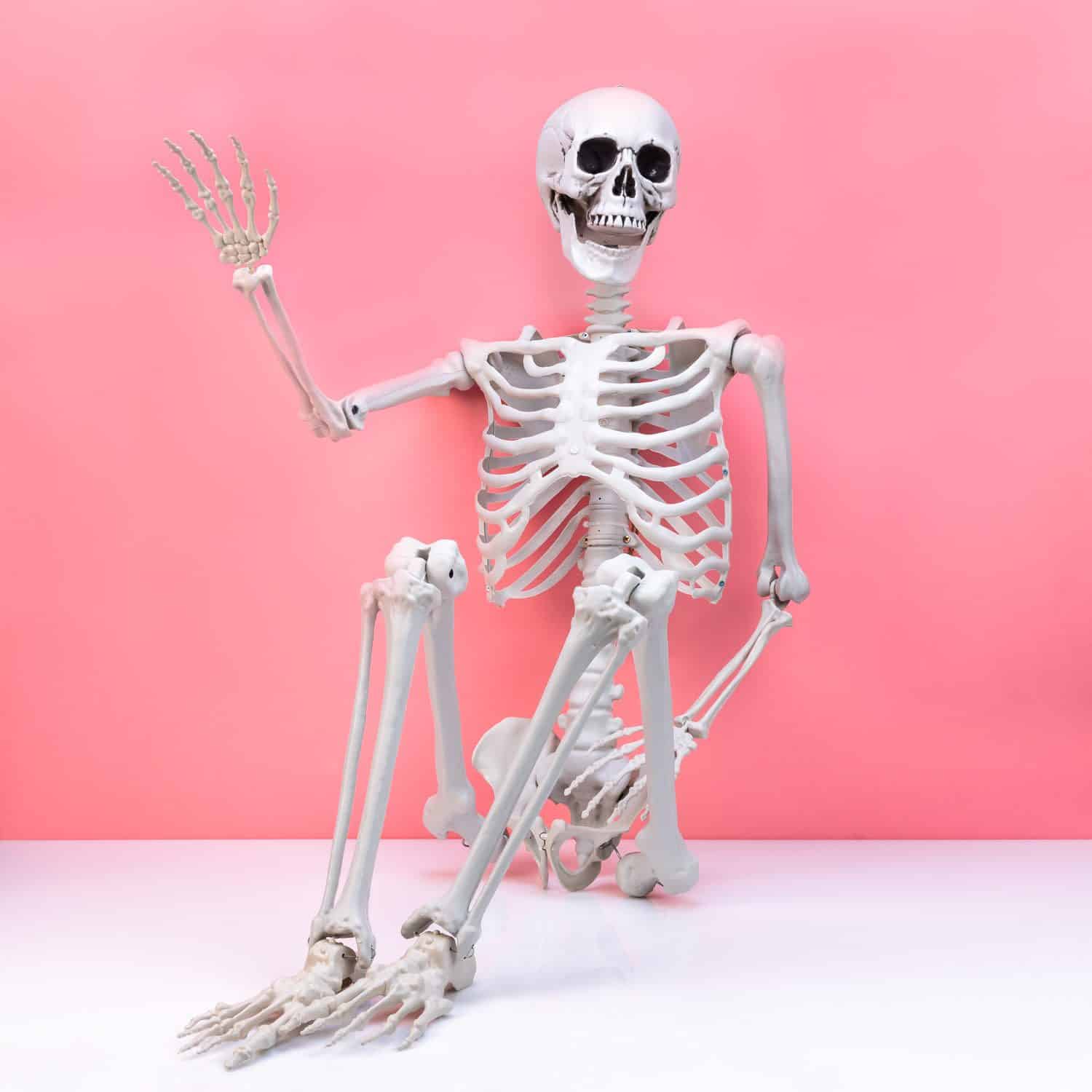 Levensgroot skelet (170 cm)