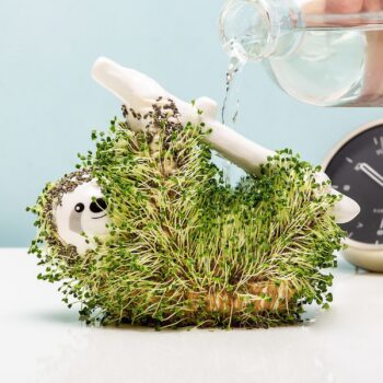 Luiaard bloempot met zaadjes